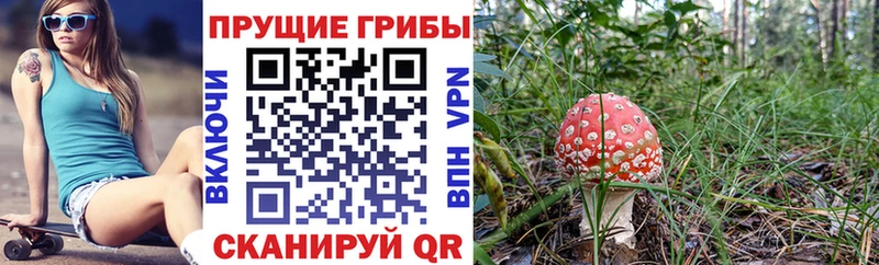 kraken зеркало  Светлогорск  Псилоцибиновые грибы мухоморы 